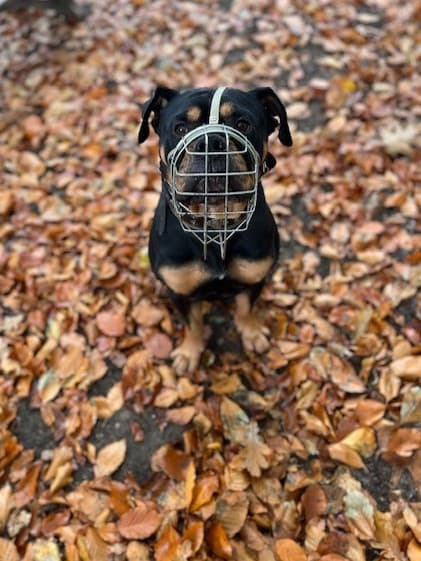 Spike - - Bild 4