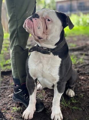 Englische Bulldogge Eddy