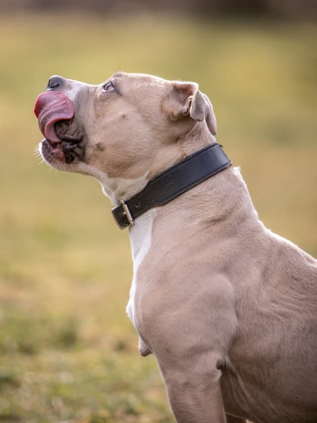 Kiba - American Staffordshire Terrier - Bild 2