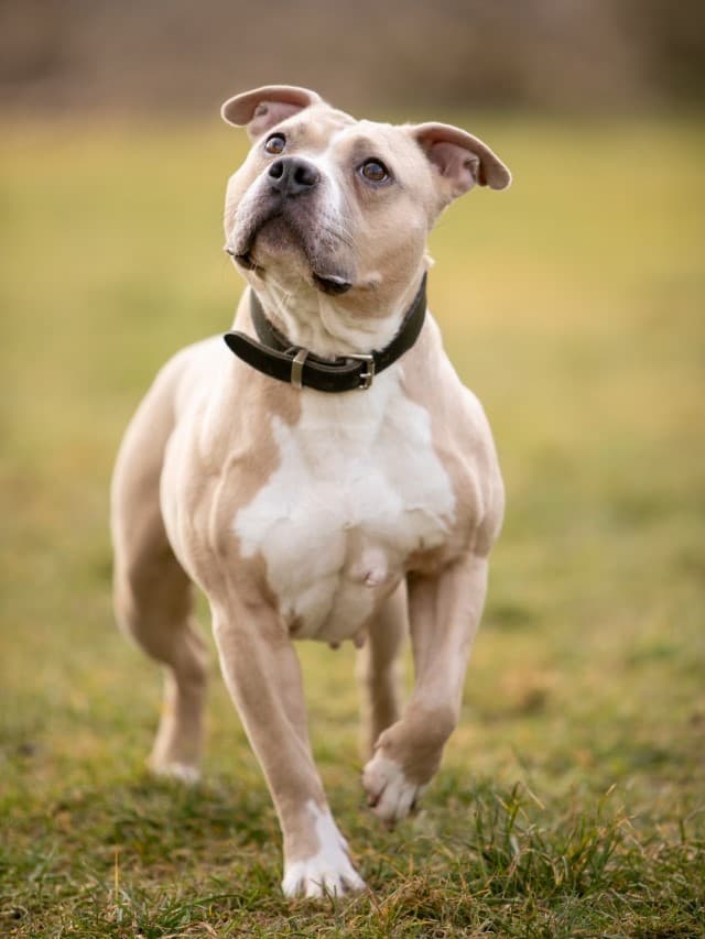 Kiba - American Staffordshire Terrier - Bild 3