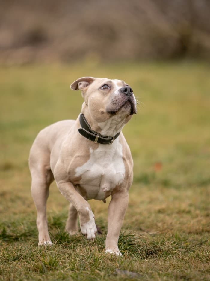 Kiba - American Staffordshire Terrier - Bild 4