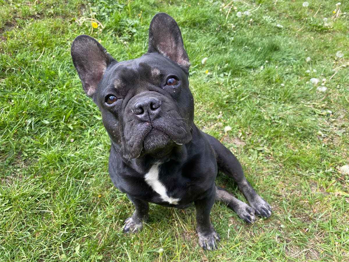 Dustin - Französische Bulldogge - Bild 4