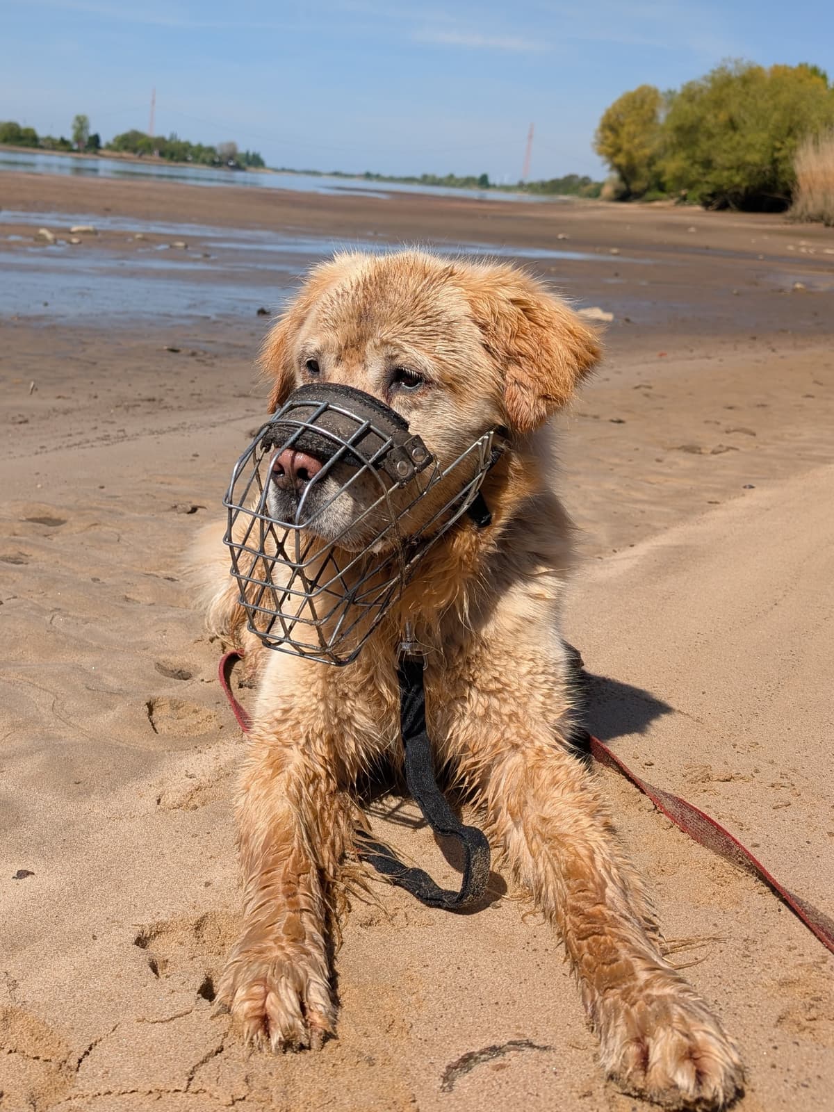 Lord - Golden Retriever - Bild 4