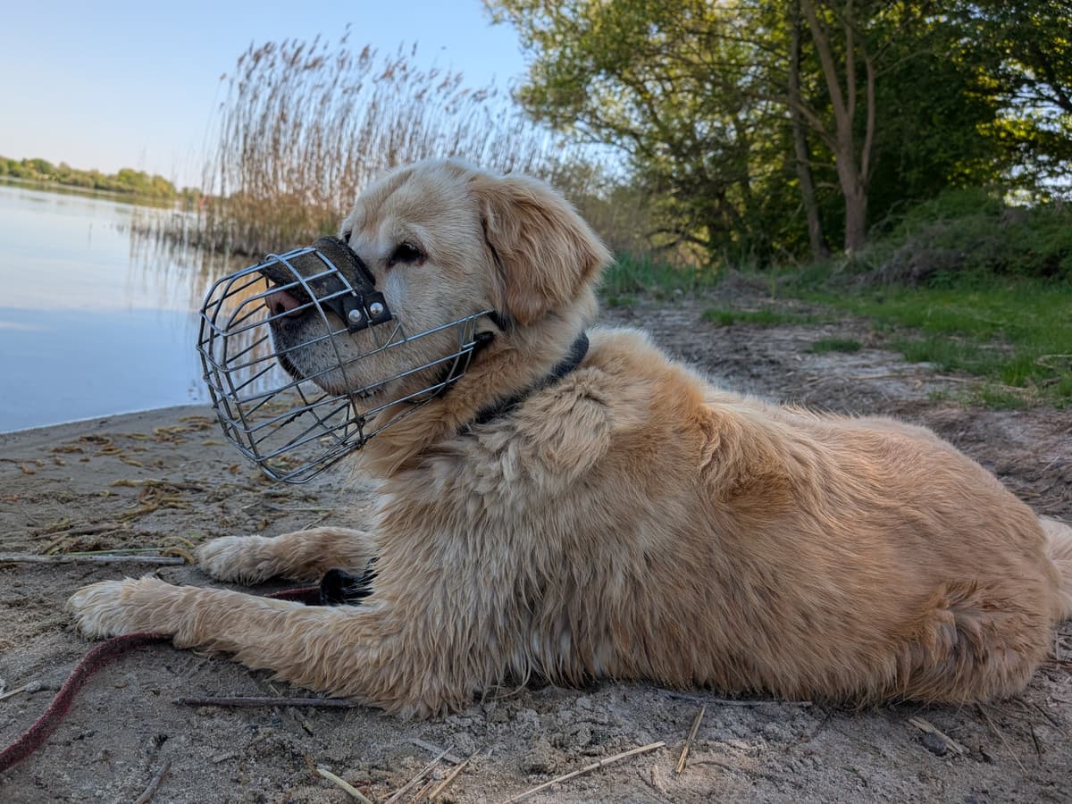 Lord - Golden Retriever - Bild 6