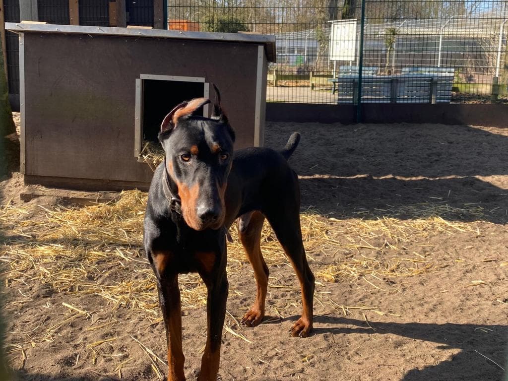 Xavier - Dobermann - Bild 2