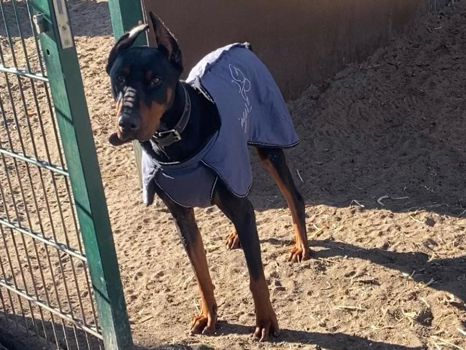 Dobermann Xavier