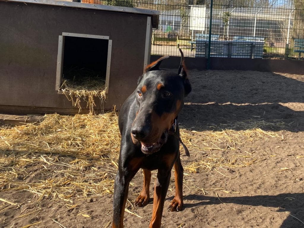 Xavier - Dobermann - Bild 3