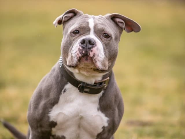 American Staffordshire Terrier-Mix Pummel