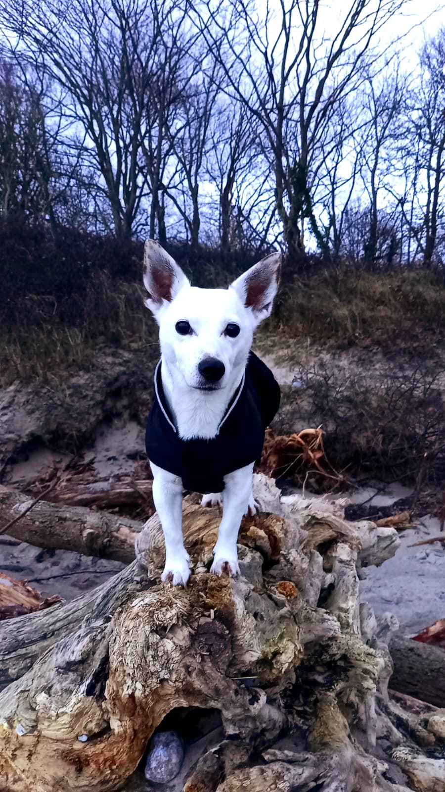 Lizzy - Jack Russell Terrier - Bild 4