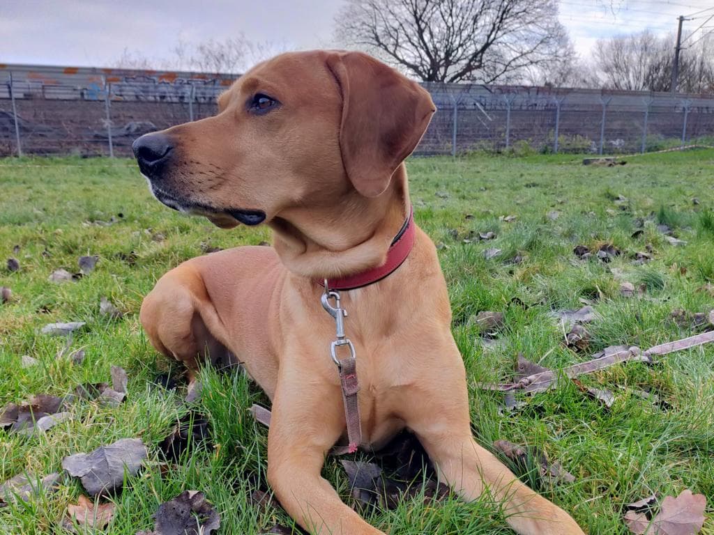 Rey - Labrador Retriever - Bild 5