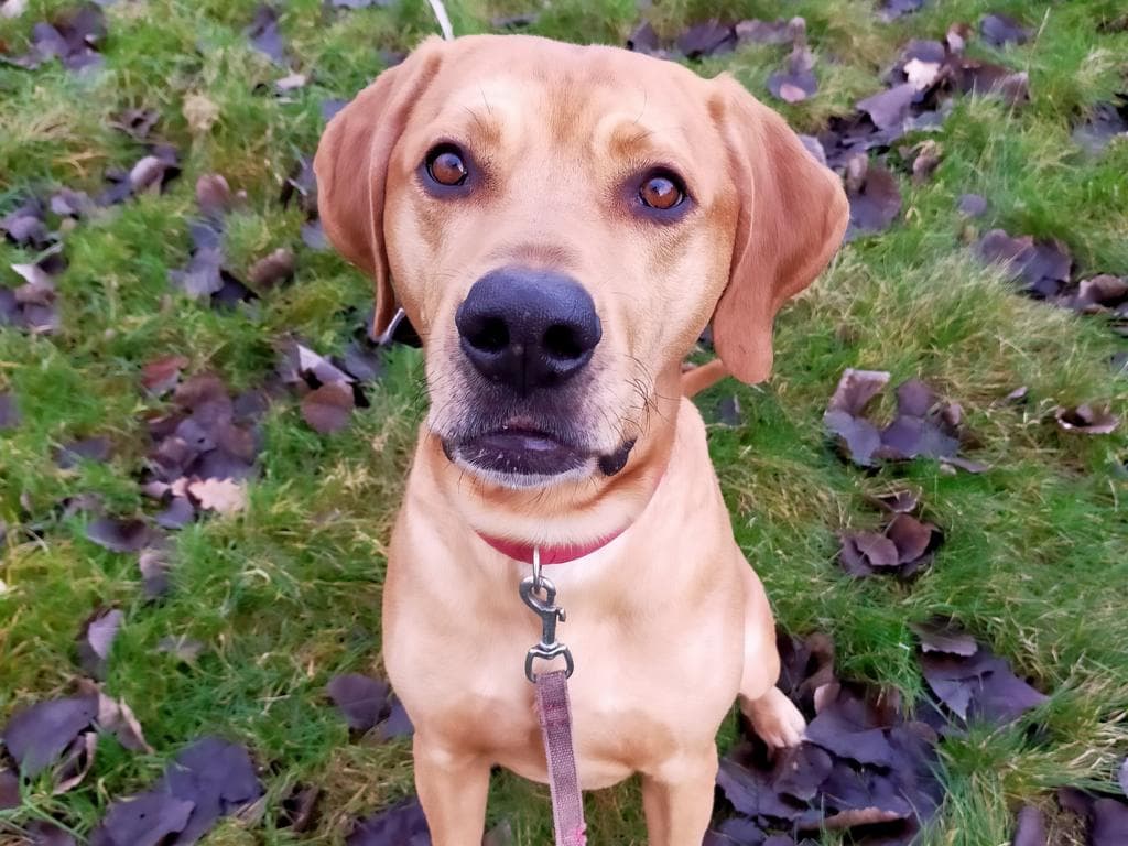 Rey - Labrador Retriever - Bild 3