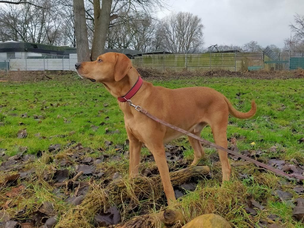 Rey - Labrador Retriever - Bild 4