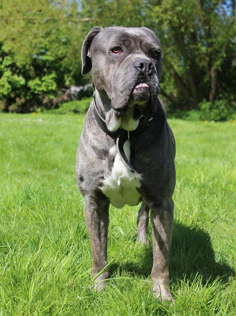 Beelzebub - Cane Corso Italiano - Bild 3