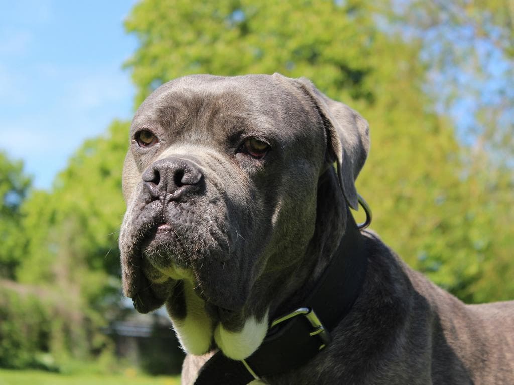 Cane Corso Italiano Beelzebub