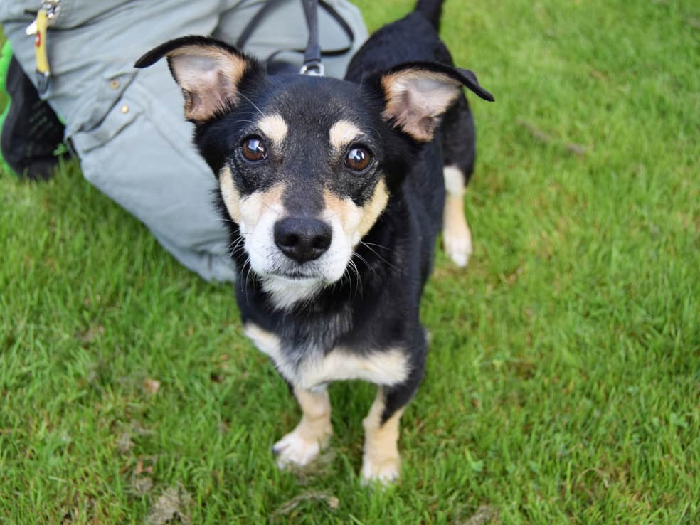 Jovi - Dackel - Bild 2