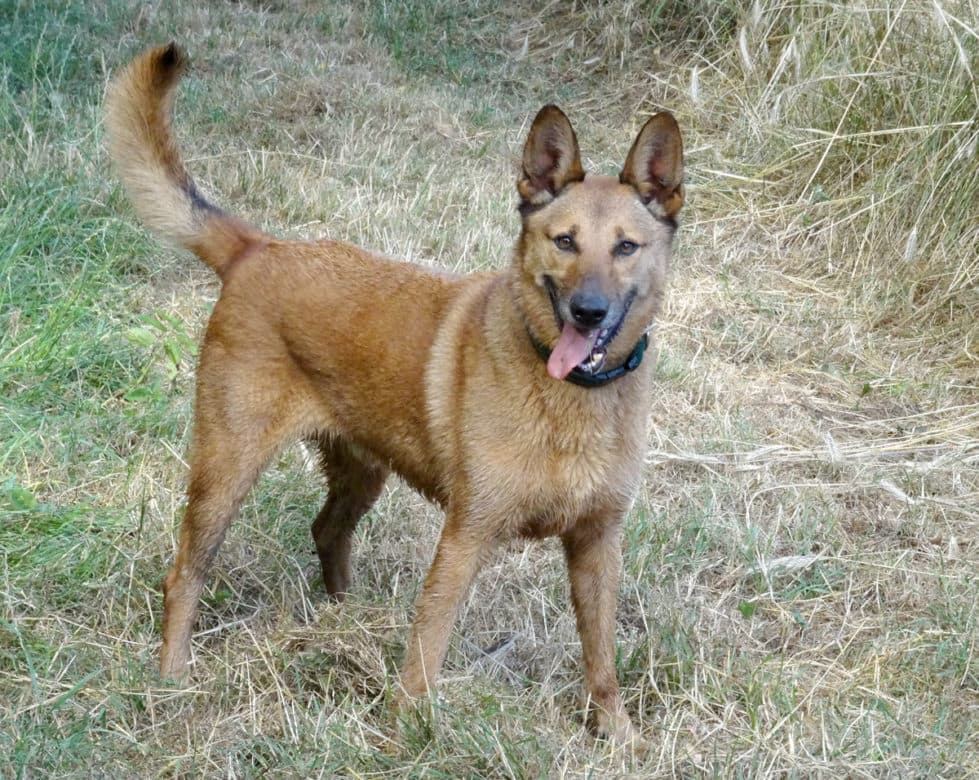 Belgischer Schäferhund Miro