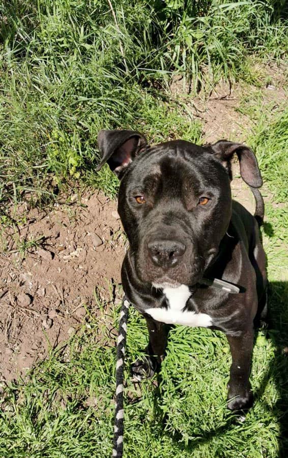 American Staffordshire Terrier-Mix Rocky