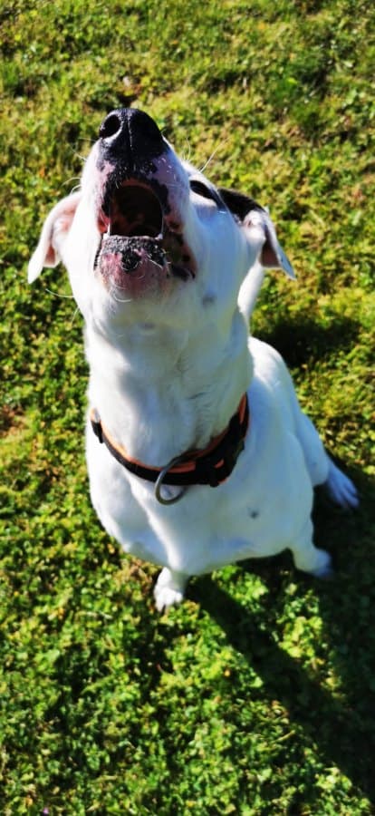 Boult - Mops - Bild 17