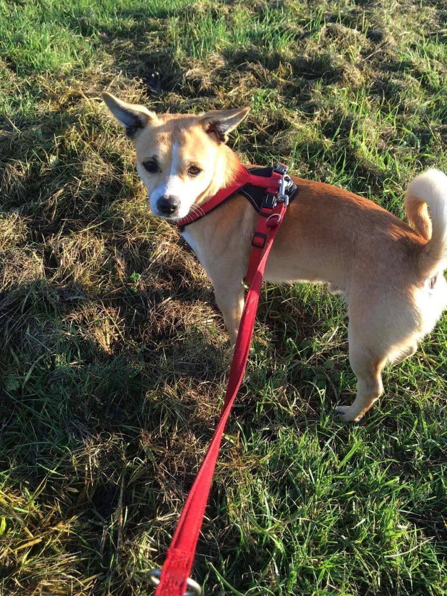 Floh - Deutscher Pinscher - Bild 4