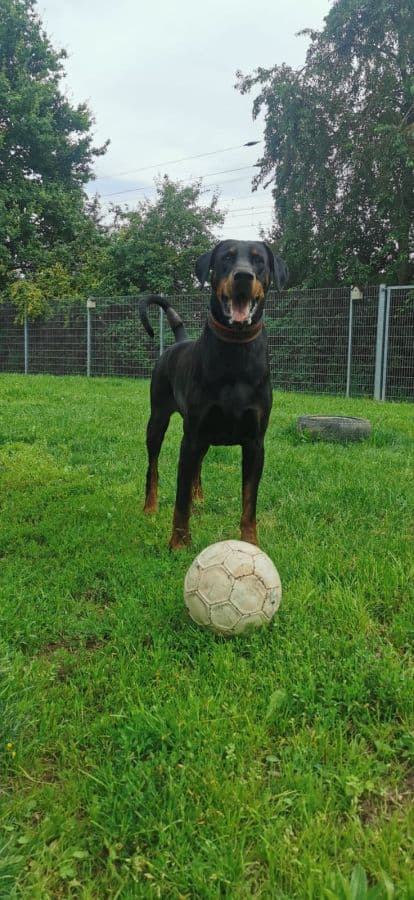 Ares - Dobermann - Bild 3