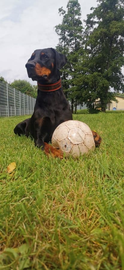 Ares - Dobermann - Bild 6