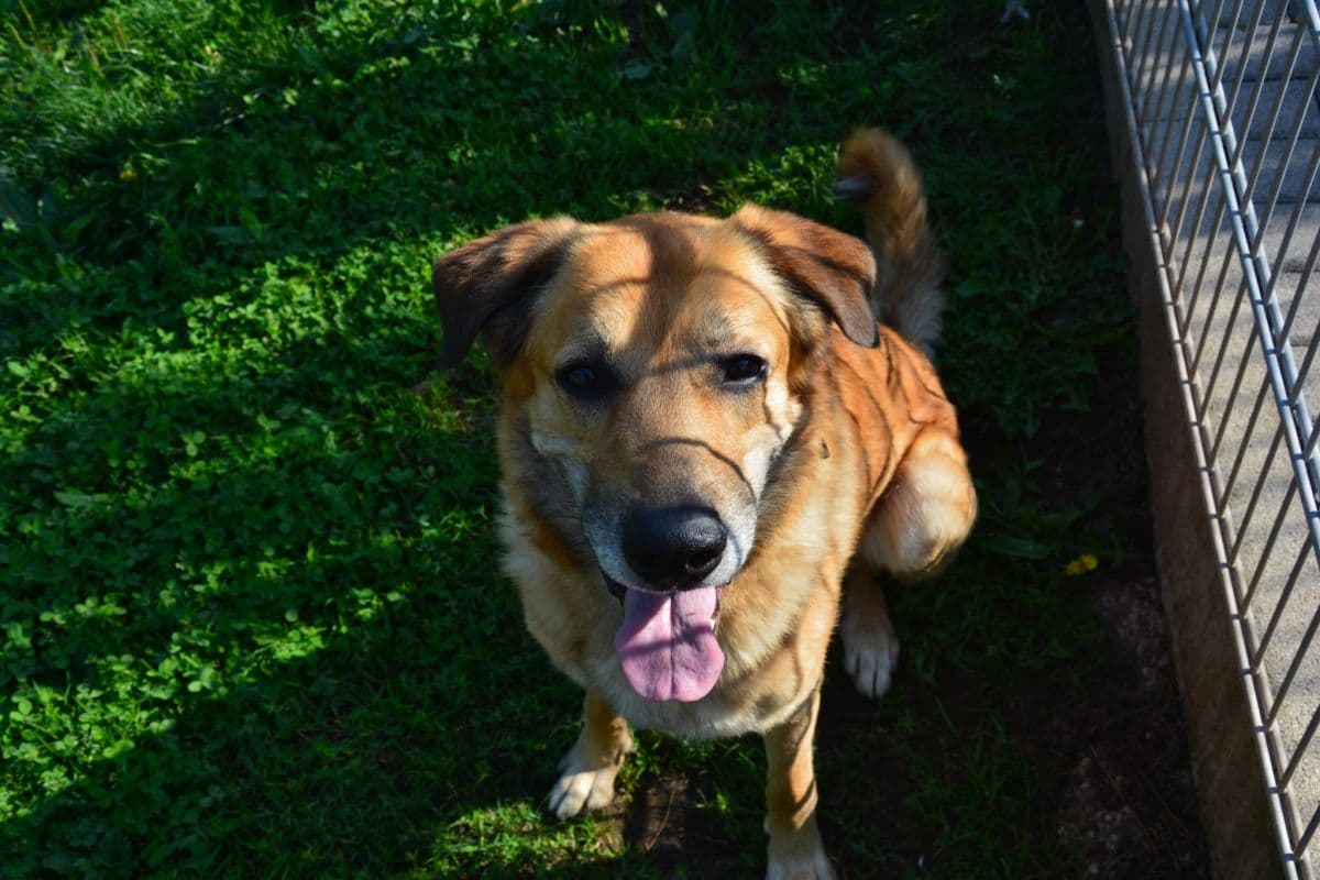 Pepe - Belgischer Schäferhund, Deutscher Schäferhund - Bild 2