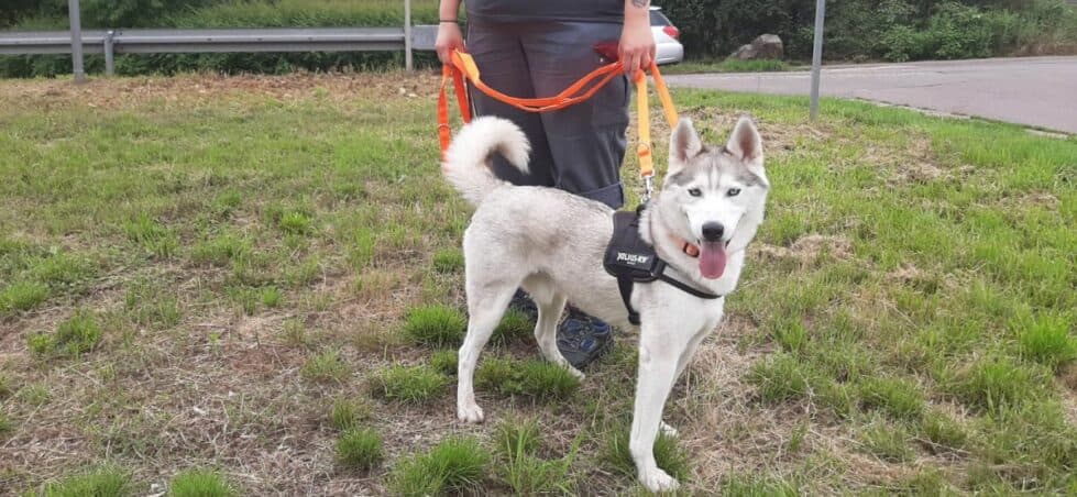 Ice - Siberian Husky - Bild 3