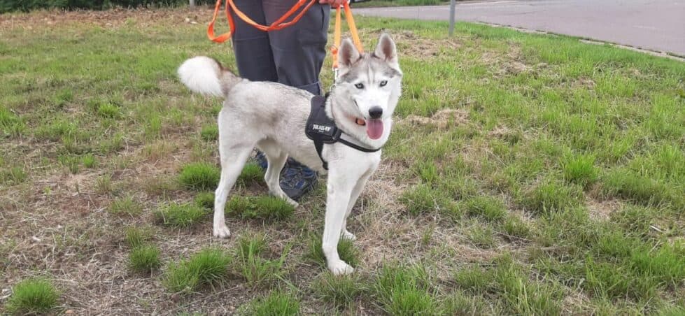 Ice - Siberian Husky - Bild 2