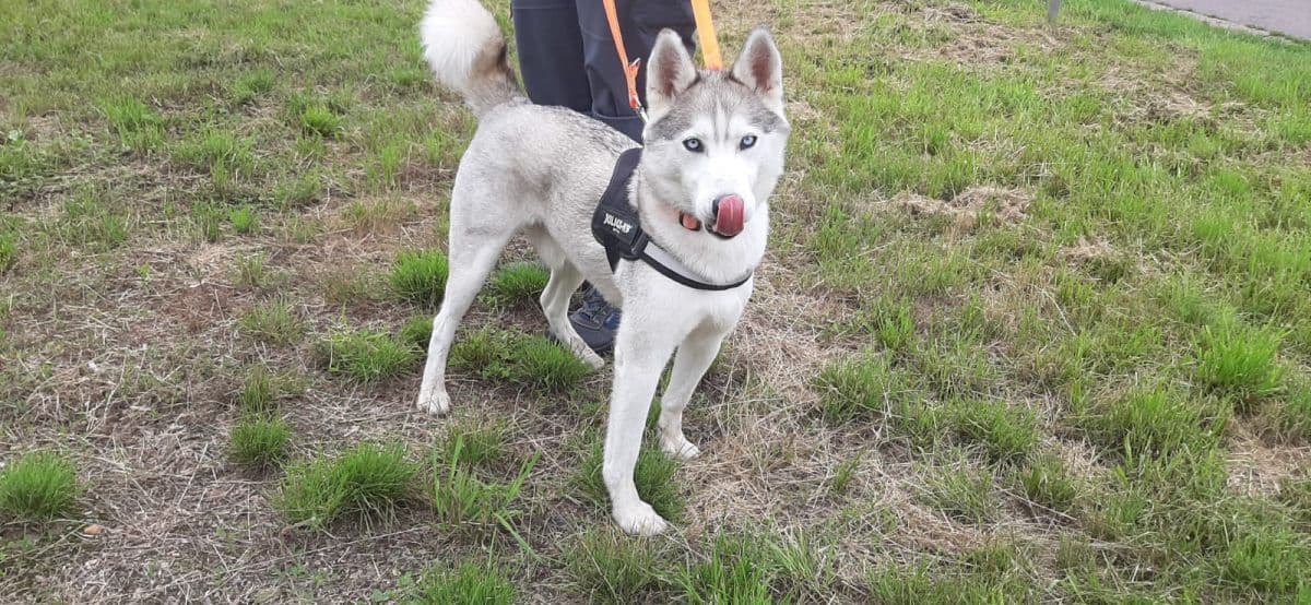 Ice - Siberian Husky - Bild 8