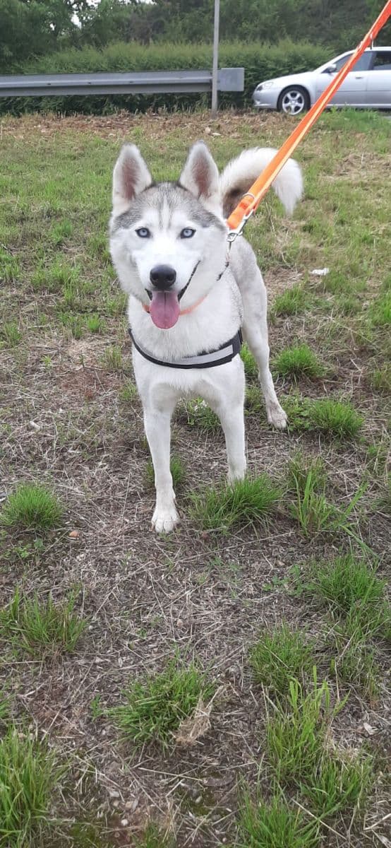 Ice - Siberian Husky - Bild 15