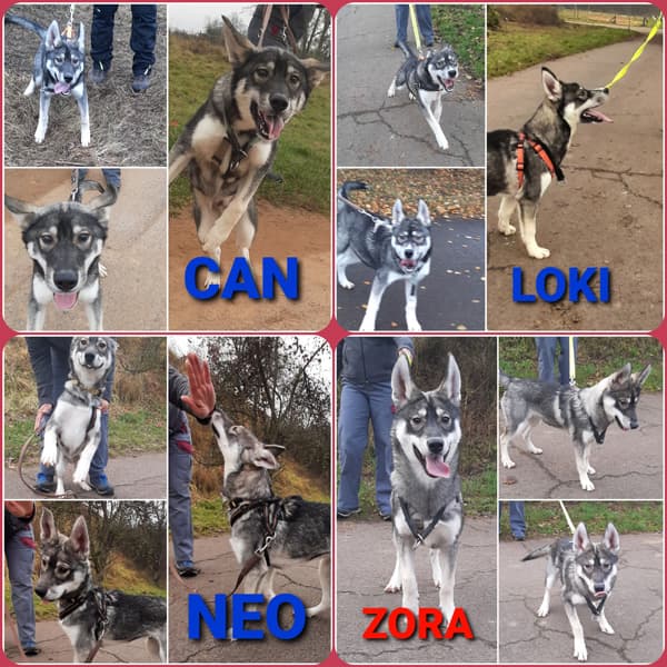 Tschechoslowakischer Wolfhund, Labrador Retriever, Deutscher Schäferhund Zora