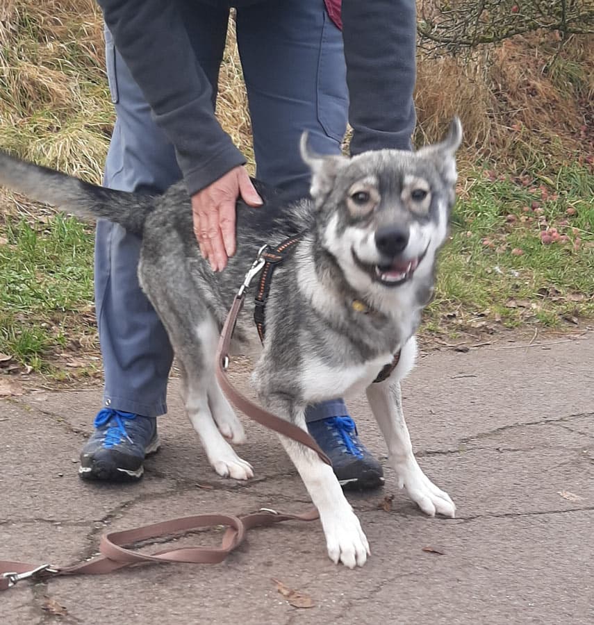 Zora - Tschechoslowakischer Wolfhund, Labrador Retriever, Deutscher Schäferhund, Siberian Husky - Bild 15