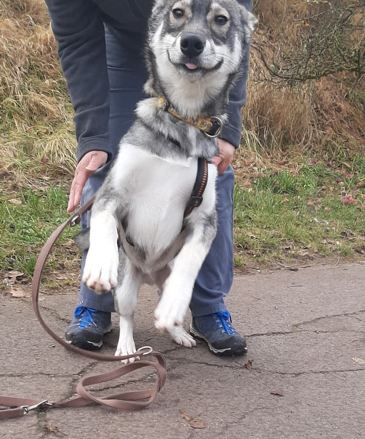 Zora - Tschechoslowakischer Wolfhund, Labrador Retriever, Deutscher Schäferhund, Siberian Husky - Bild 9