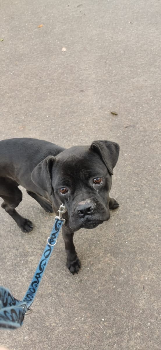 Bonnie - Cane Corso Italiano - Bild 14