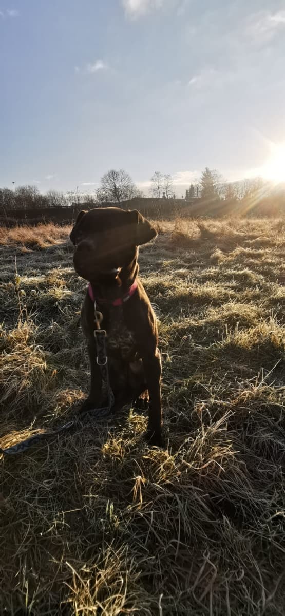 Bonnie - Cane Corso Italiano - Bild 13