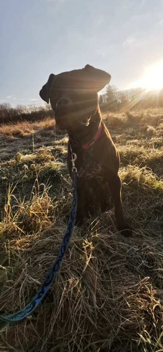 Bonnie - Cane Corso Italiano - Bild 20
