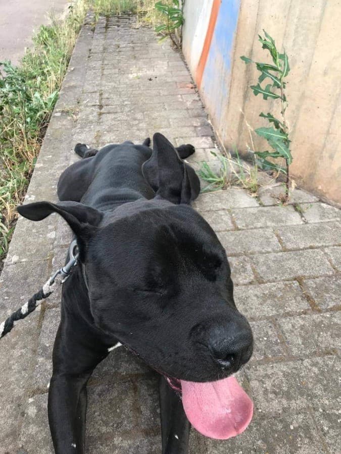 Rocky - American Staffordshire Terrier - Bild 9