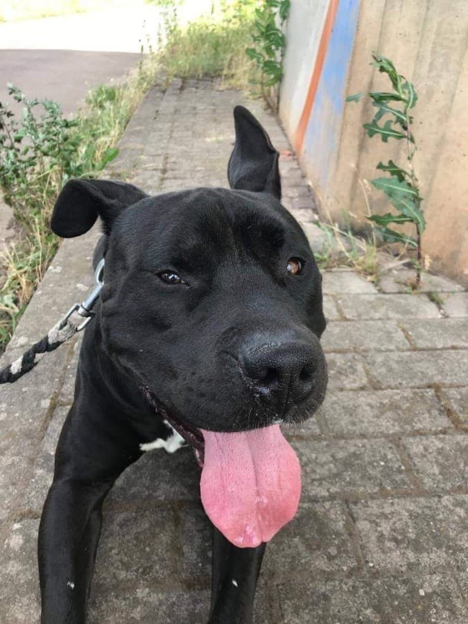 Rocky - American Staffordshire Terrier - Bild 5