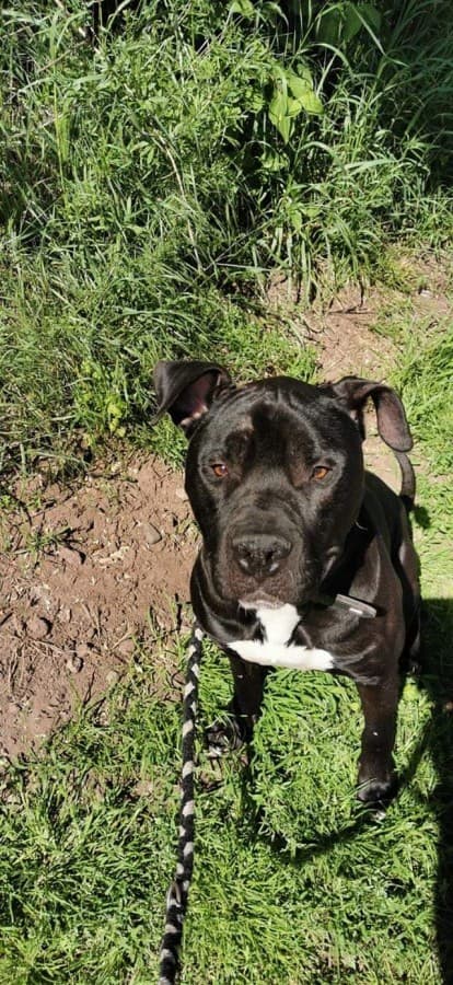 Rocky - American Staffordshire Terrier - Bild 7