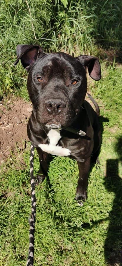 Rocky - American Staffordshire Terrier - Bild 2