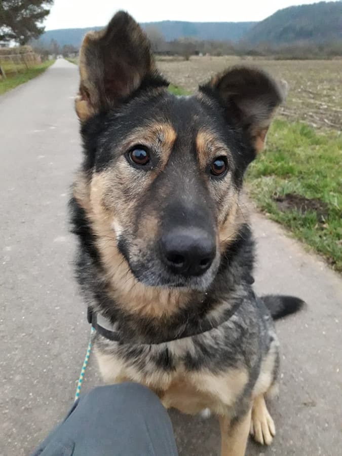 Schäferhund mix - Deutscher Schäferhund - Bild 4
