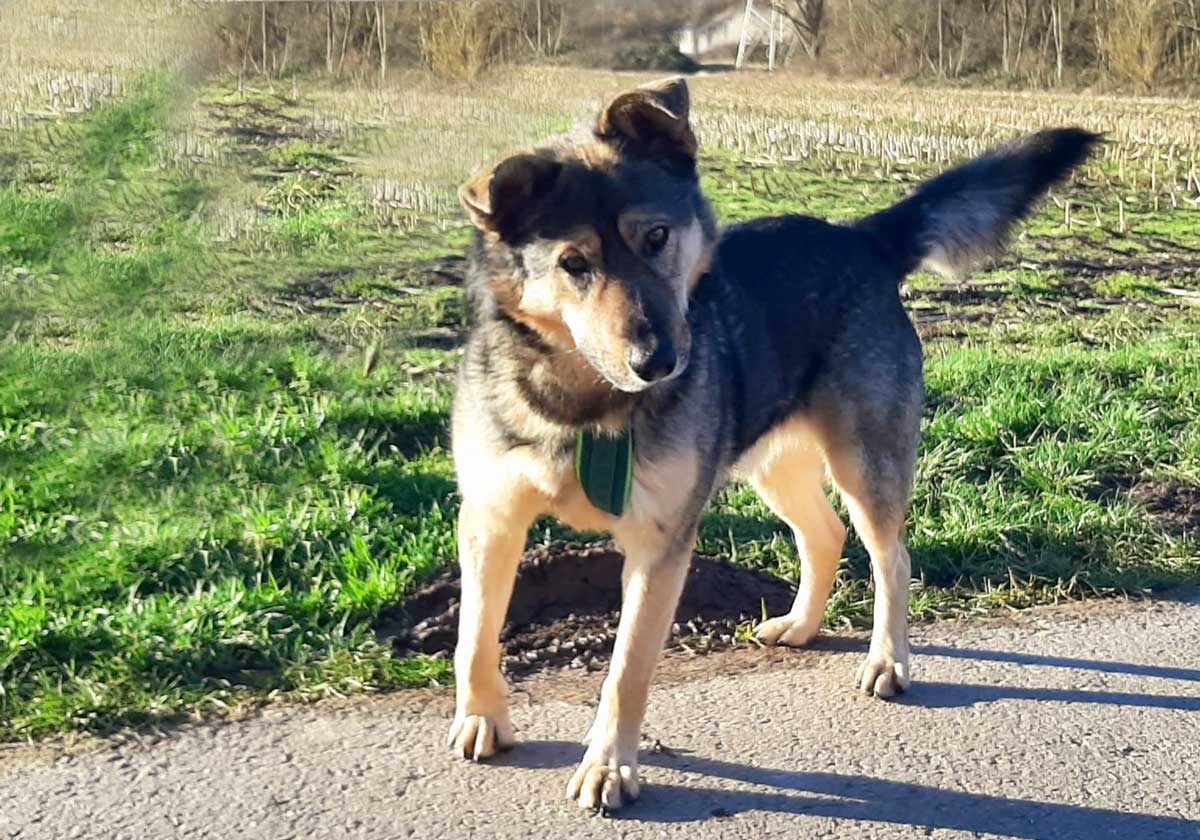 Schäferhund mix - Deutscher Schäferhund - Bild 5