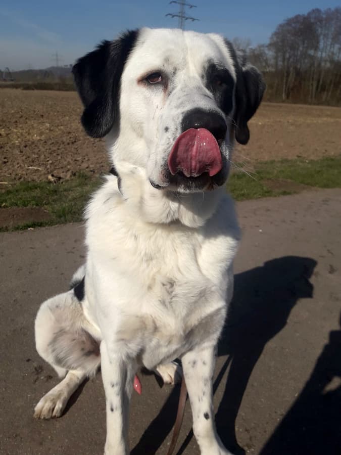 Balou - Zentralasiatischer Owtscharka - Bild 15