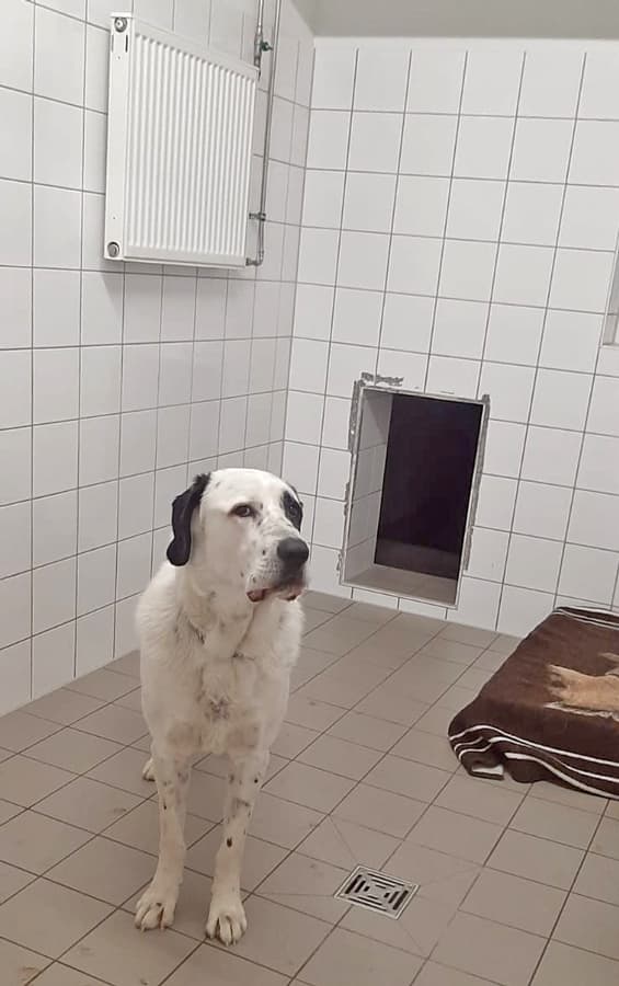 Balou - Zentralasiatischer Owtscharka - Bild 4