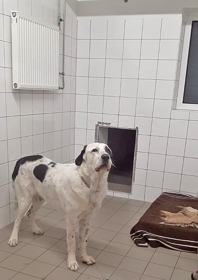 Balou - Zentralasiatischer Owtscharka - Bild 3