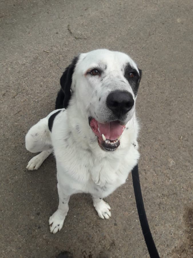 Balou - Zentralasiatischer Owtscharka - Bild 6