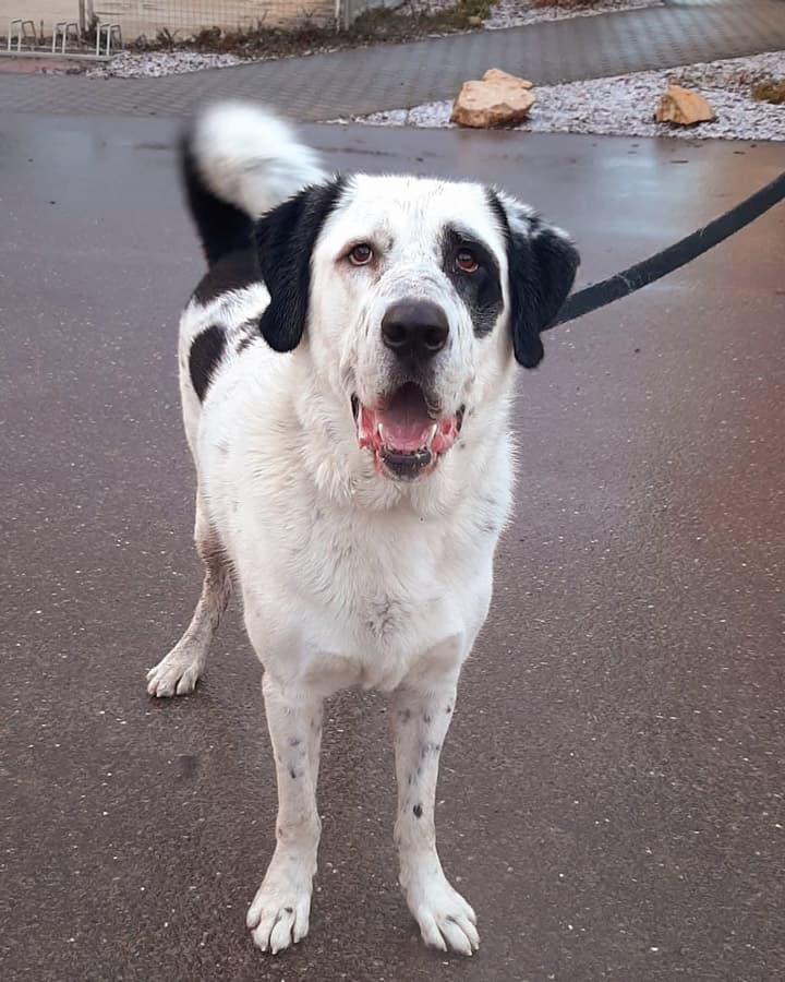 Balou - Zentralasiatischer Owtscharka - Bild 13
