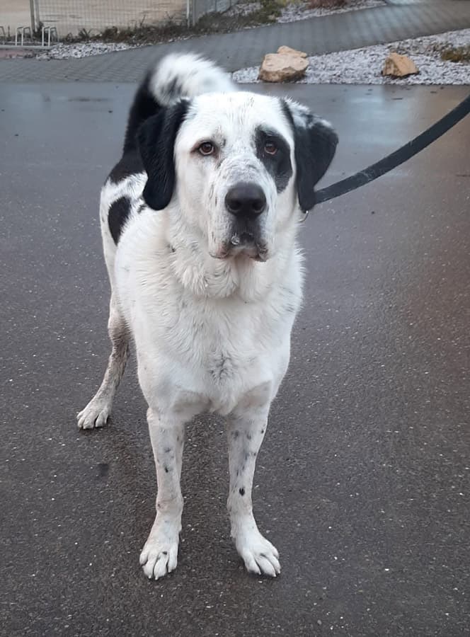 Balou - Zentralasiatischer Owtscharka - Bild 7