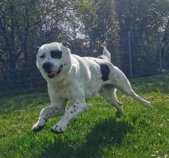 Zentralasiatischer Owtscharka Balou