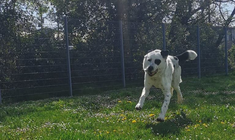 Balou - Zentralasiatischer Owtscharka - Bild 17